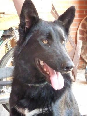 Galguito salvado a punto de ser ahorcado y London, precioso perro en adopcion de RIVANIMAL