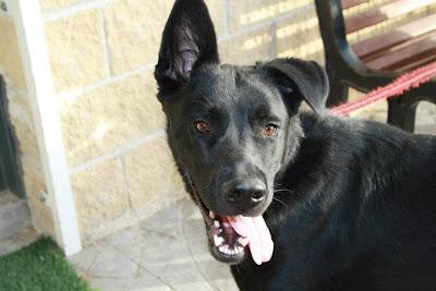 THOR2, mestizo pastor belga 8 meses. (Madrid) Urgente!!!!‏