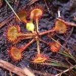 foto planta Drosera