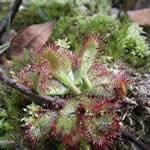 foto planta Drosera