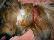 Piden ayuda para localizar dueño mastina abandonada gravemente herido