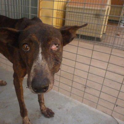 Foto: LEER,ETIQUETAR,COMPARTIR,HAY ENCONTRAR LA CASA QUE MERECE  PERDIGÓN es el nombre que le hemos puesto al protagonista de esta triste historia. Este perro fue recogido en la Esperanza, tras haber sufrido un maltrato tras otro. Según los vecinos de la zona, llevaba días merodeando entre los cubos de basura buscando comida, y aunque lo intentaron coger, no se dejaba, salía corriendo asustado. Ayer nos alertaron de un perro colgado de un tejado por una pata... lo mantuvieron con un escobillón hasta que llegásemos a recogerlo. Necesitamos colaboración de la policía local y un equipo de rescate para poderlo bajar de allí. Una vez en el albergue y anestesiado fue cuando pudimos ver la magnitud de sus heridas... Tenía un collar de eslabones de hierro incrustado en el cuello, a punto de degollarlo, se le tuvo que cotar cortándolo con una zizalla. La cara desfigurada de un golpe o atropello y un balín en el cuello. No hace falta mencionar su avanzado estado de desnutrición... El perro tiene siete años de edad, es increíblemente noble, se deja hacer las curas sin rechistar y confiamos en que este campeón saldrá adelante. Rogamos difusión para que entre todos hagamos que tanto sufrimiento haya valido la pena, y podamos verlo tiempo después totalmente recuperado y formando parte de nuestros finales felices. Para más información llamar al 673.895.015. Estamos todos los días de 11:00 a 13:00 y de 16:00 a 18:00 h