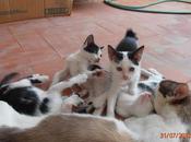 Gatos cachorros buscan hogar. (murcia)