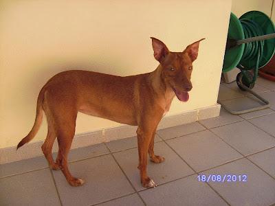 Ayuda para Tina, podenquita recogida de la carretera cuando esquivaba los coches.