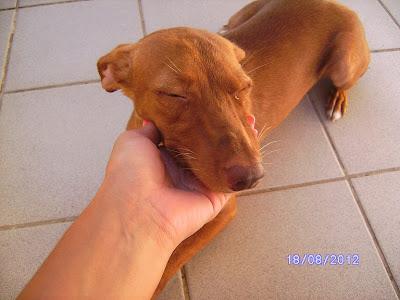 Ayuda para Tina, podenquita recogida de la carretera cuando esquivaba los coches.