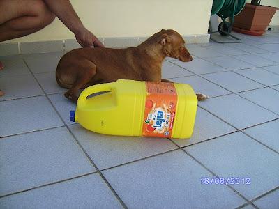 Ayuda para Tina, podenquita recogida de la carretera cuando esquivaba los coches.