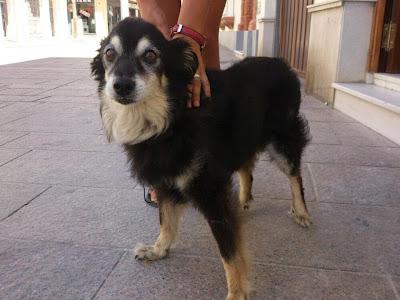 16 AÑOS Y LE HAN RETIRADO LA MEDICACIÓN PARA QUE MUERA¡¡¡ URGENTE!!!