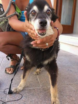 16 AÑOS Y LE HAN RETIRADO LA MEDICACIÓN PARA QUE MUERA¡¡¡ URGENTE!!!