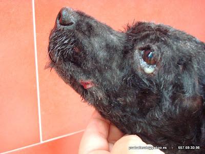 Caniche encontrado en una cuneta. (Cadiz)