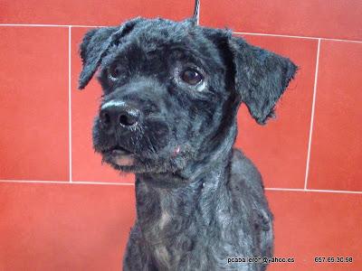 Caniche encontrado en una cuneta. (Cadiz)