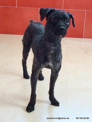 Caniche encontrado en una cuneta. (Cadiz)