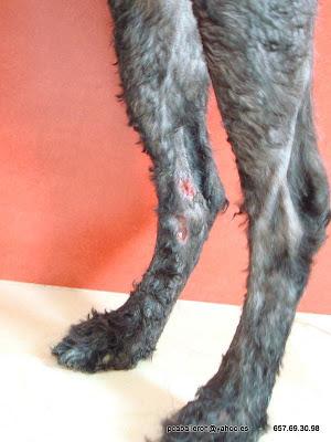 Caniche encontrado en una cuneta. (Cadiz)