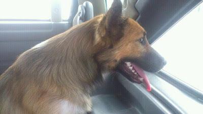 ERIS hermosa perrita rescatada de la carretera (Murcia)‏