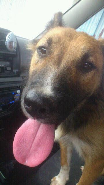 ERIS hermosa perrita rescatada de la carretera (Murcia)‏