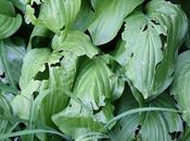 Fuertes daños cultivos plantas