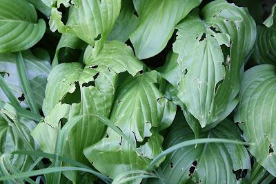 Fuertes daños en cultivos y plantas