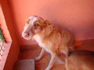 PODENCA IBICENCA, SU CRIMEN: MATAR OVEJAS O GALLINAS.