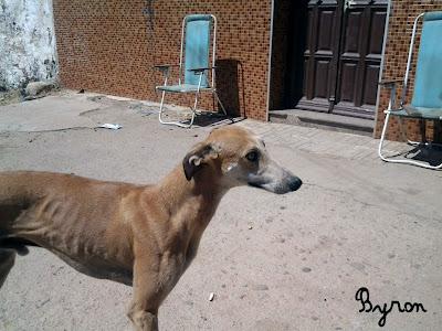 SU DUEÑA SE HA IDO DEJÁNDOLOS ENCERRADOS. (CÓRDOBA)