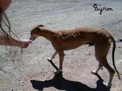 SU DUEÑA SE HA IDO DEJÁNDOLOS ENCERRADOS. (CÓRDOBA)