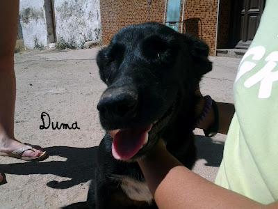 SU DUEÑA SE HA IDO DEJÁNDOLOS ENCERRADOS. (CÓRDOBA)