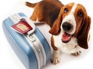 Comentario en Consejos para cuidado de tu mascota si sales de viaje por cuidados mascotas
