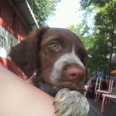 Foto: Brad apareció en una caja de cartón junto a sus cuatro hermanos con apenas una semana de edad, gracias a los cuidados de Bea, que ha ejercido de mamá perruna, los 5 han salido adelante. Brad es un cruce de bretón y de mayor creemos que será de tamaño mediano. Busca un hogar donde lo quieran para siempre y quieran compartir junto a él toda su etapa de desarrollo. Si quieres ser tú quien dé ese hogar a Brad escríbenos a adopciones@apamag.org y te contaremos cómo hacerlo.