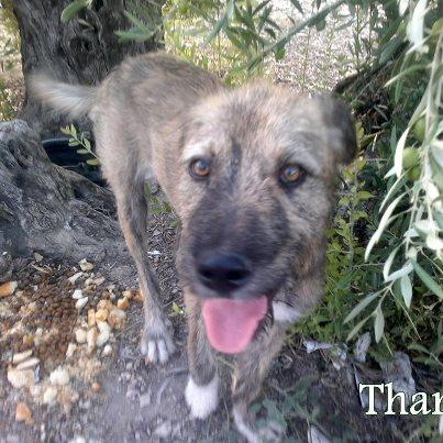 Foto: JAÉN: Este es THANOS. Ha sido abandonado y está herido, cojea de una de sus patitas. Tiene unos 7-8 meses y es macho. Lo encontré ayer en un olivar, por pura casualidad, porque uno va con cien ojos y oí que algo se removía. El pobre se refugiaba a la sombra de un olivo porque la temperatura era de 45º grados y no se podía ni respirar.  Me acerqué a él y lejos de asustarse, me recibió moviendo su rabito, asustado de verse solito en medio del campo con muchísima hambre y una sed horrorosa. Devoró el pienso que le puse con ansia y bebió y bebió hasta que no pudo tragar ni una gota más, el pobrecito estaba muertecito de sed.   Hoy he vuelto al olivar y me ha vuelto a recibir con mucha alegría porque ayer se quedó muy triste cuando me fuí.  Pero yo me he olvidaba de él, sabía que allí moriría pronto en esas condiciones. Está muy delgado y cojea de una patita. A pesar de que estamos desbordadas, no podía dejarlo allí, a su suerte, así que lo llevé a una acogida que me hizo el favor, pero es solo por una semana. THANOS es noble, muy sociable, buenísimo y super cariñoso. Es un amor de perrito.  Por favor, necesito adopción URGENTE para este cachorro con el que no han tenido ni una pizca de compasión.   Se entrega en adopción vacunado, desparasitado, esterilizado, con microchip y con contrato de adopción Se encuentra en Jódar, Jaén, pero se puede enviar a cualquier parte de España.  CONTACTO: Consuelo: 66 14 12 140 anguisflores@hotmail.es  En su página vereis a muchos cachorritos que necesitan adopciones, adultos preciosos necesitados de hogar. Entra y mira sus caritas y......................por favor, ayúdales. http://maginaanimal.es.tl/ Nº de cuenta para donaciones BBK BANK CAJA SUR 0237 0117 10 9166826167