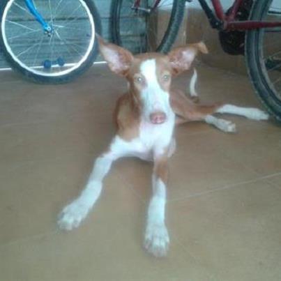 Foto: BELLA PODENCA DE 4 MESES OTRO DESECHO DE LOS CAZADORES-VALENCIA http://sietelunasperro.creatuforo.com/viewtopic.php?p=25273#25273