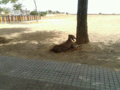 XAVI, GALGO RESCATADO.URGE ACOGIDA O ADOPCIÓN.
