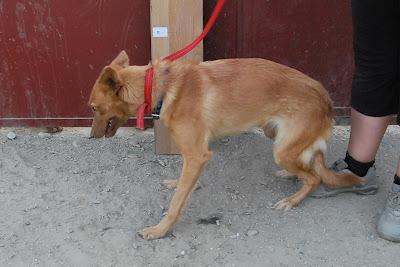 LUNA, AÑORA UNA FAMILIA Y UN HOGAR DONDE LA MIMEN. (ALMERIA)