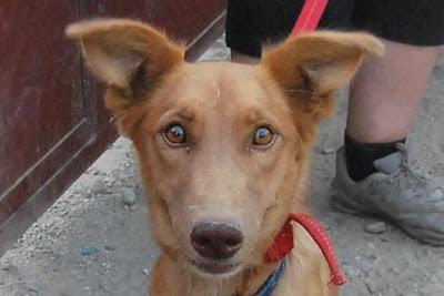 LUNA, AÑORA UNA FAMILIA Y UN HOGAR DONDE LA MIMEN. (ALMERIA)