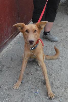 LUNA, AÑORA UNA FAMILIA Y UN HOGAR DONDE LA MIMEN. (ALMERIA)