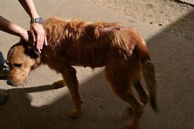 MUY URGENTE UN HOGAR PARA ALAMAK...