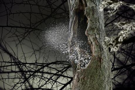 Before the Echo - Lisa DiLillo