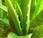 Aloe vera: regenerador natural fuente belleza para piel