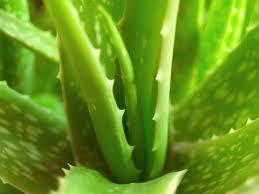 a377 Aloe vera: un regenerador natural y fuente de belleza para la piel