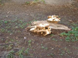 EL FORTALECIMIENTO DEL SISTEMA INMUNOLÓGICO