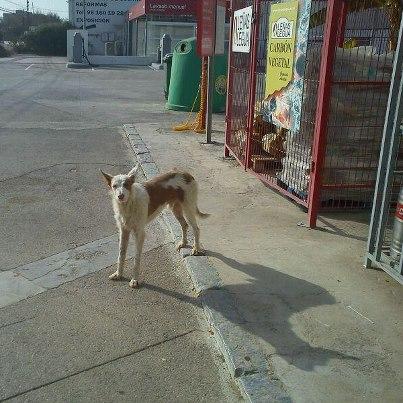 Foto: URGEN ACOGIDAS PARA DOS PODENCOS CON GRAN RIESGO DE ATROPELLO EN VALENCIA Hace unos días apareció un podenco abandonado que es el que teneis en la foto, se fue a por él pero no hubo forma de cogerlo está muy asustado Ahora tiene un nuevo compañero ha aparecido con él otro podenquito mas pequeño y todavía más asustado que el anterior, este lleva el collar puesto Corren muchisimo peligro ya que están al lado de la carretera, el pequeño se pone a jugar, cruza constantemente y se queda parado en ella, hoy casi lo atropellan 3 veces  Tenemos acogida para el podenquito de la foto en una protectora de Almeria, necesitamos urgentemente ayuda y jaula trampa para poderlos coger y por supuesto acogida para los dos, para el marroncito y blanco solo hasta que se enviara a Almería, para el otro acogida indefinida hasta que le salga adopción o en su caso si nos lo acogiera tambien la protectora, todavia no lo sabemos. Si se cogieran lo primero que hariamos es ver si llevan chip y son de alguien que se hubieran perdido Muchas gracias Album fotos: https://www.facebook.com/media/set/?set=a.319949351434452.71959.100002581696038&type=3  Video de uno de los podencos: https://www.facebook.com/photo.php?v=321630604599660  Contacto: totila59@gmail.com Se necesita tambien ayuda economica para mandarlo a Almeria, si alguien puede aportar os lo agradecería.  Para ayudar para su traslado Ingresos en La Cam Numero de Cuenta: 2090 3125 97 0100046265 a nombre de Mª Isabel Martinez Moya Concepto podenco