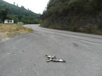 Ratoneros inexpertos