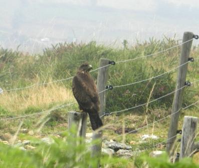 Ratoneros inexpertos