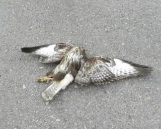 Ratoneros inexpertos