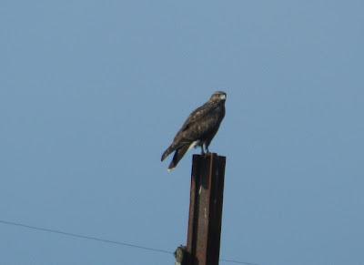 Ratoneros inexpertos