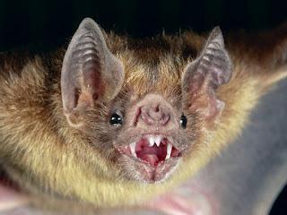 ¿Por qué los murciélagos duermen colgados boca abajo?
