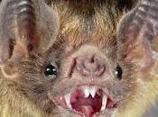 ¿Por murciélagos duermen colgados boca abajo?