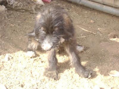 PUNK, CACHORRO RESCATADO MEDIO MUERTO EN UNA ZONA CHABOLISTA. (SEVILLA)