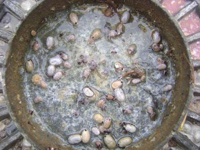 PUNK, CACHORRO RESCATADO MEDIO MUERTO EN UNA ZONA CHABOLISTA. (SEVILLA)