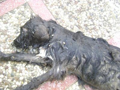 PUNK, CACHORRO RESCATADO MEDIO MUERTO EN UNA ZONA CHABOLISTA. (SEVILLA)