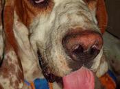 Pointer sabueso adopcion zaragoza!!!!