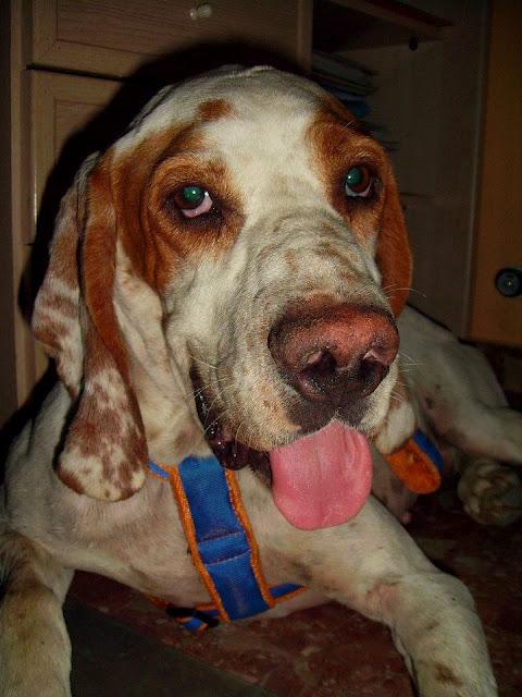 POINTER X SABUESO EN ADOPCION EN ZARAGOZA!!!!