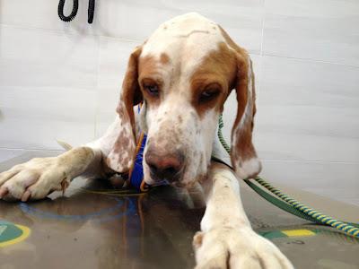 POINTER X SABUESO EN ADOPCION EN ZARAGOZA!!!!